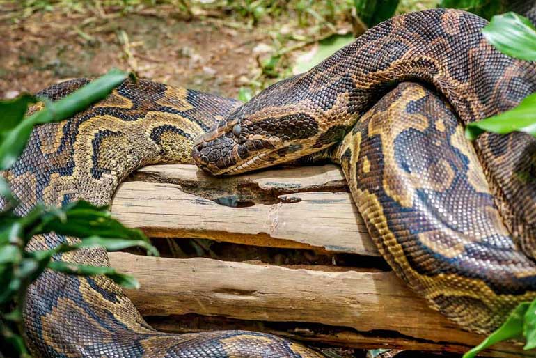 African Rock Python