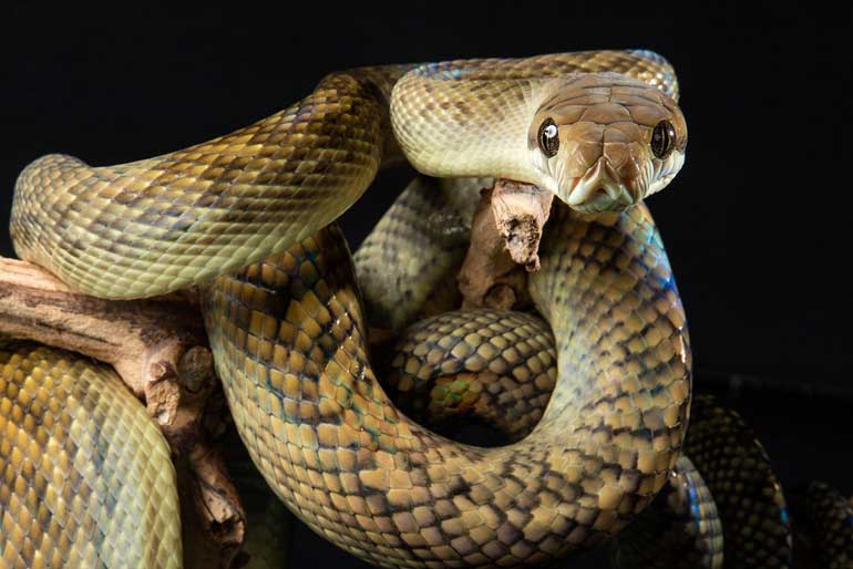 Amethystine Python