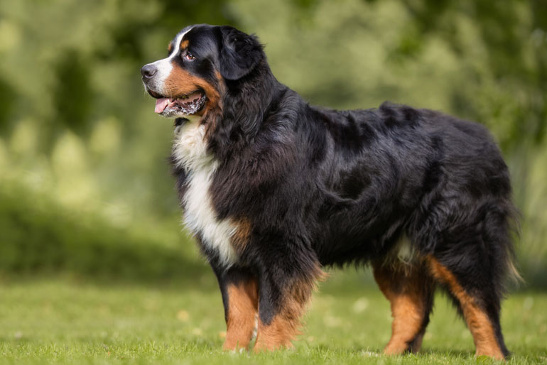 Bernese Mountain Dog