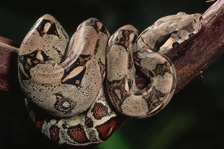 Boa Constrictor