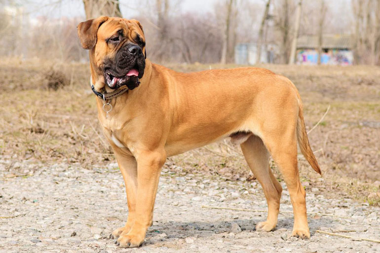 Bullmastiff