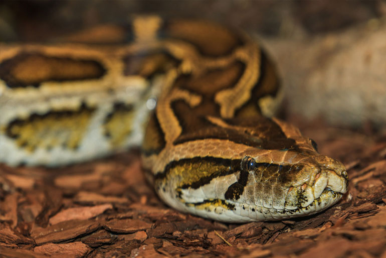 Burmese Python