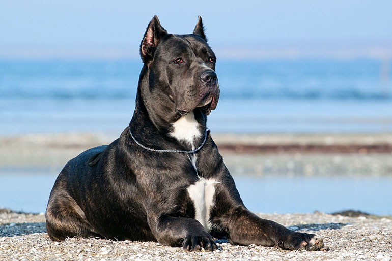 Cane Corso