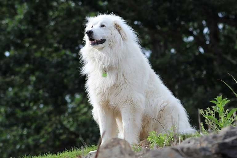 Great Pyrenees