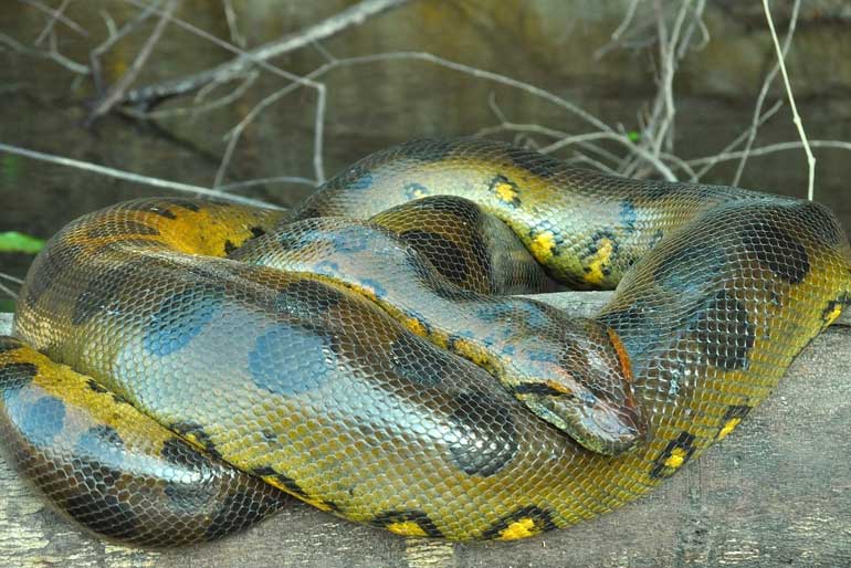 Green Anaconda