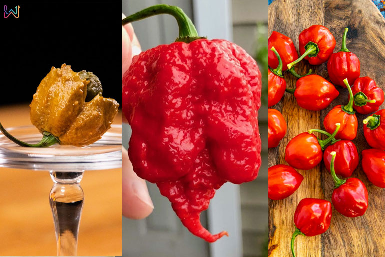 Top 10 Hottest Peppers in the World 2025