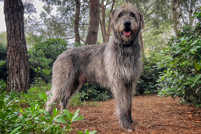 Irish Wolfhound