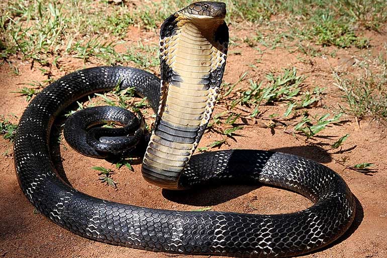 King Cobra