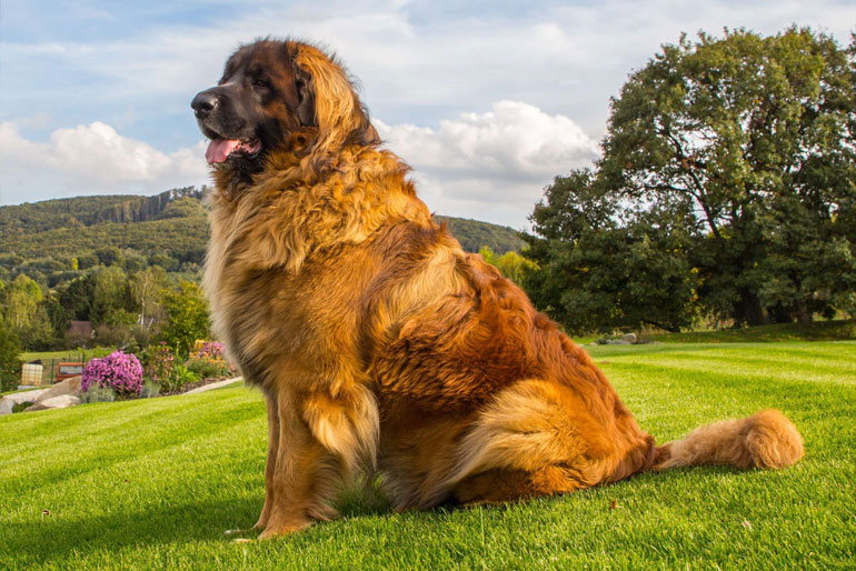 Leonberger