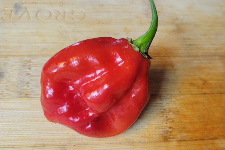 Red Savina Habanero