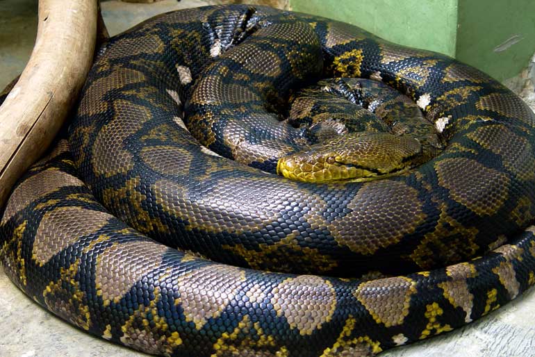 Reticulated Python