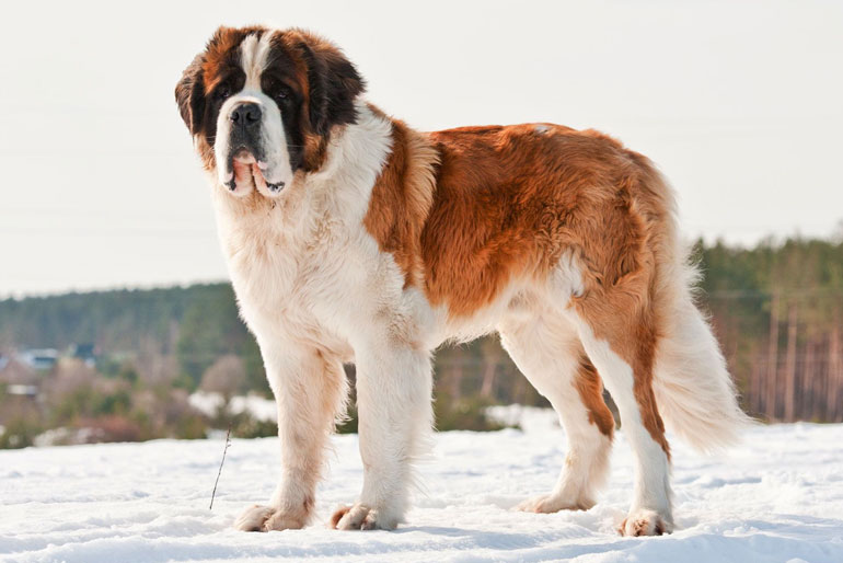 Saint Bernard