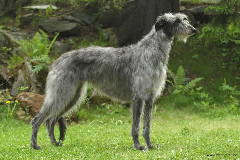 Scottish Deerhound