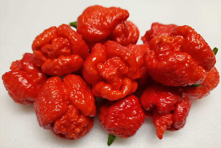 Trinidad Moruga Scorpion