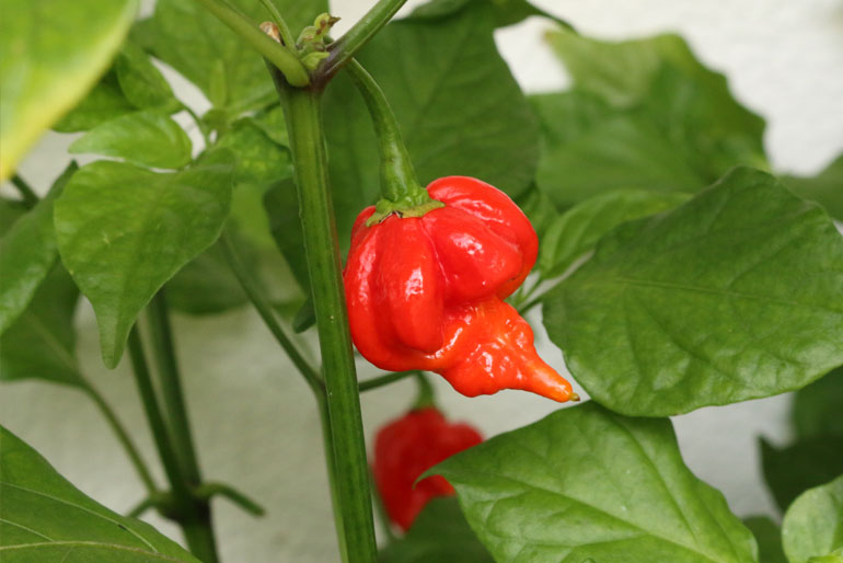 Trinidad Scorpion “Butch T”