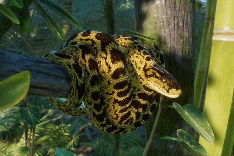 Yellow Anaconda